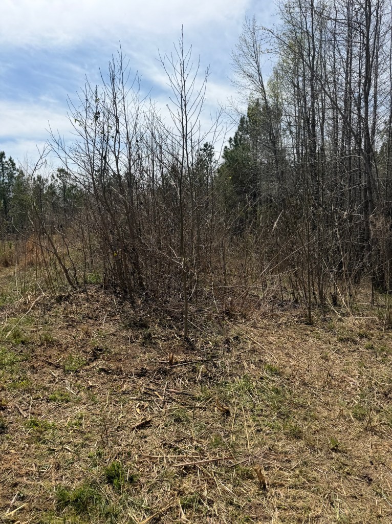 Overgrown brush and small trees along property boundary