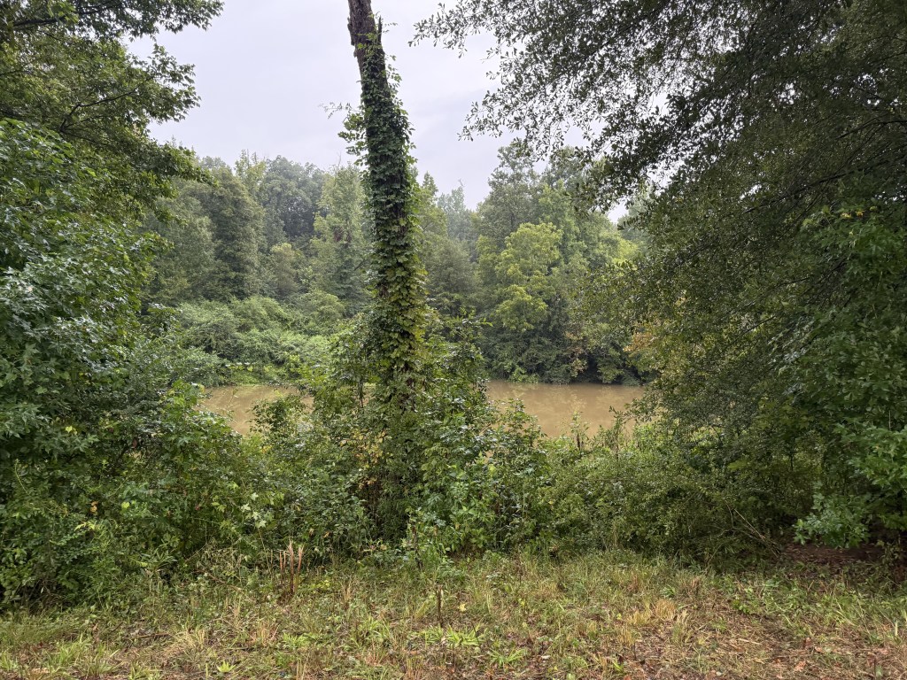 Overgrown trees and brush blocking river view before land clearing