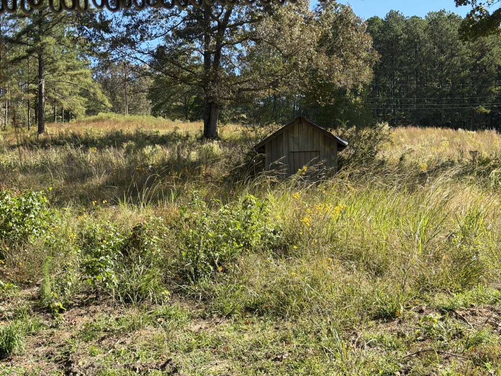 Overgrown property surrounding a small shed before brush removal